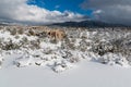 Adobe houses in a snowy winter landscape in Santa Fe, New Mexico
