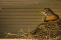 On the Nest Under the Deck