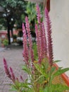 Celosia Amazon plant