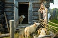 Adobrable teenage girl having fun feeding sheep in a small petting zoo outdoors. Summer activities for kids Royalty Free Stock Photo