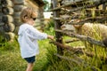 Adobrable toddler boy having fun feeding sheep in a small petting zoo outdoors. Summer activities for kids Royalty Free Stock Photo