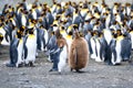 Who`s taller? King Penguins, juvenile and chick penguin in front of colony. Courtship behavior, Salisbury Plain, South Georgia