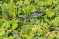 Adolescent American Alligator sun bathes with its eyes shut amongst the green foliage