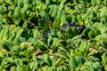 Adolescent American Alligator sun bathes with its eyes squinted amongst the green foliage