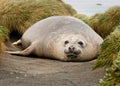 Adolescent Elephant Seal