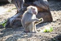 An adolescent Hamadryas Baboon eating food in the outdoors Royalty Free Stock Photo