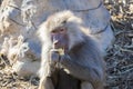 An adolescent Hamadryas Baboon eating food in the outdoors Royalty Free Stock Photo