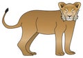 Adolescent lion vector drawing isolated white background Royalty Free Stock Photo