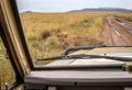 An adolescent male lion crossing the road in front of a safari vehicle in Africa. Royalty Free Stock Photo