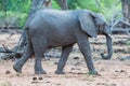 Adolescent wild african elephant loxodonta africana walking