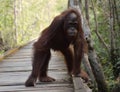 Adolescent Orangutan
