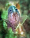 Adolescent Red Grouper - Close Up Royalty Free Stock Photo