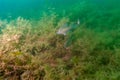 An adolescent small bluegill swimming over the weeds Royalty Free Stock Photo