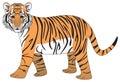 Adolescent tiger vector drawing isolated white background