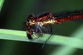 Adoni`s dragonfly eats fly Royalty Free Stock Photo