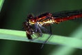 Adoni`s dragonfly eats fly Royalty Free Stock Photo