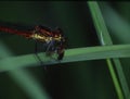 Adoni`s dragonfly sits on a stem