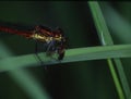 Adoni`s dragonfly sits on a stem Royalty Free Stock Photo