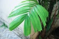 Adonidia merrillii, Livistona rotundifolia or Footstool Palm or Adonidia palm or Christmas palm or Manila palm or Merrills palm or