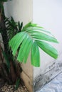 Adonidia merrillii, Livistona rotundifolia or Footstool Palm or Adonidia palm or Christmas palm or Manila palm or Merrills palm or