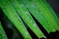 Adonidia merrillii, Livistona rotundifolia or Footstool Palm or Adonidia palm or Christmas palm or Manila palm or Merrills palm