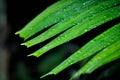 Adonidia merrillii, Livistona rotundifolia or Footstool Palm or Adonidia palm or Christmas palm or Manila palm or Merrills palm