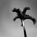 Adonidia or a palm trees with the sky as the background in an aesthetic black and white photo