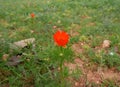 Adonis aestivalis. ÃÅ¾range flower on green grass background. Sunny day. It`s spring. March.