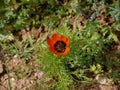 Adonis aestivalis. ÃÅ¾range flower on green grass background. Sunny day. It`s spring. March.