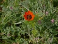 Adonis aestivalis. Red flower on green grass background. Sunny day. It`s spring. March.