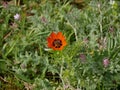 Adonis aestivalis. Red flower in the spring on the fieldthree white flowers on rocky soil in spring