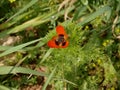 Adonis aestivalis. Red flower in the spring on the fieldthree white flowers on rocky soil in spring