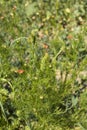 Adonis aestivalis red inflorescence