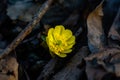 Adonis amurensis blooming Royalty Free Stock Photo