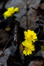 Adonis amurensis blooming Royalty Free Stock Photo