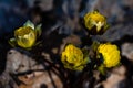 Adonis amurensis blooming Royalty Free Stock Photo