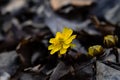 Adonis amurensis blooming