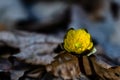 Adonis amurensis blooming