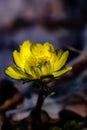 Adonis amurensis blooming Royalty Free Stock Photo