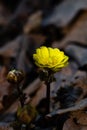 Adonis amurensis blooming Royalty Free Stock Photo