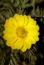 Adonis amurensis blooming Royalty Free Stock Photo
