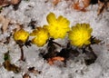 Adonis amurensis