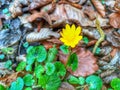 Adonis amurensis. Yellow flowers. Spring flowers.