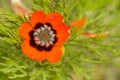 Adonis annua, commonly called blood drop or partridge eye, is an annual herbaceous plant of the ranunculaceas family