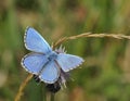 Adonis Blue Butterfly Royalty Free Stock Photo