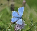 Adonis Blue Butterfly Royalty Free Stock Photo