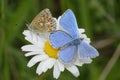 Adonis Blue Butterfly