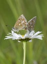 Adonis Blue Butterfly Royalty Free Stock Photo