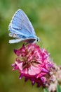 Adonis Blue butterfly Lysandra bellargus on a pink flower Royalty Free Stock Photo