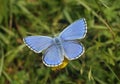 Adonis Blue Butterfly Royalty Free Stock Photo
